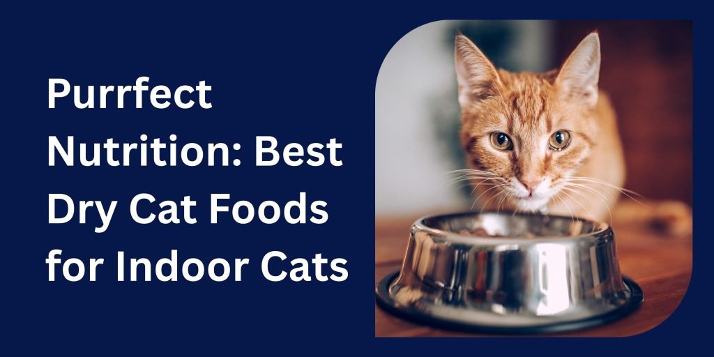 Best Dry Cat Foods