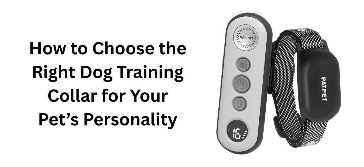 Choose the Right Dog Training Collar